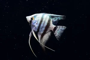 Angelfish