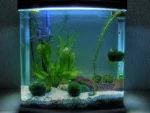 Nano Tanks