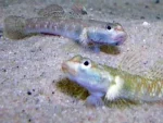 Gobies