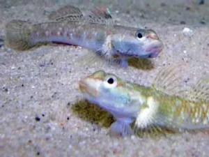 Gobies