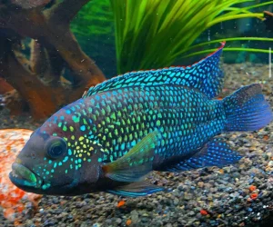 Best Cichlid Fish for Beginners (Top 10 Easy Species)