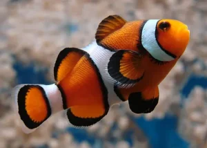 Clownfish