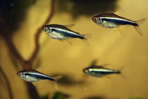 Tetras