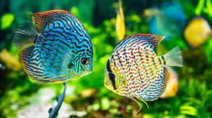 Discus