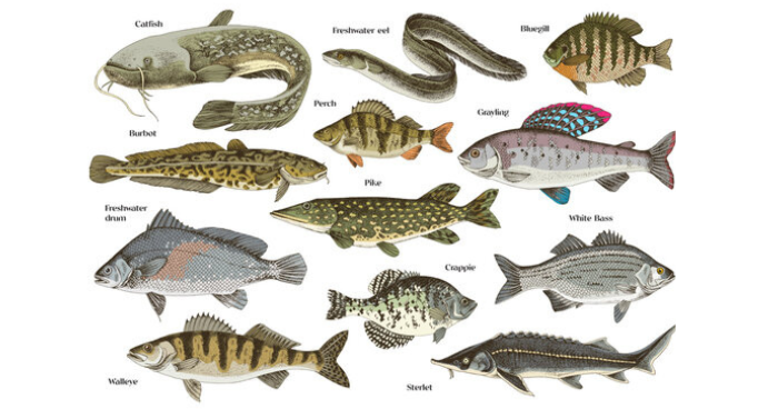 fish types