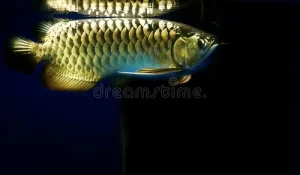 Arowana