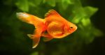 Standard Care of Goldfish - Fish Vet