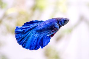 Bettas fish