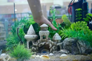 aquarium Decorations